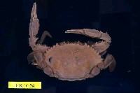 藏品(紅星梭子蟹)的圖片